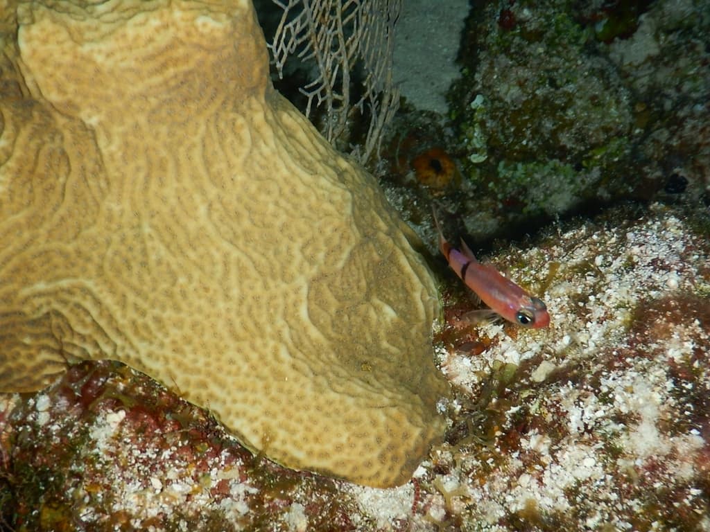 Red Belted Cardinalfish in a marine aquarium
