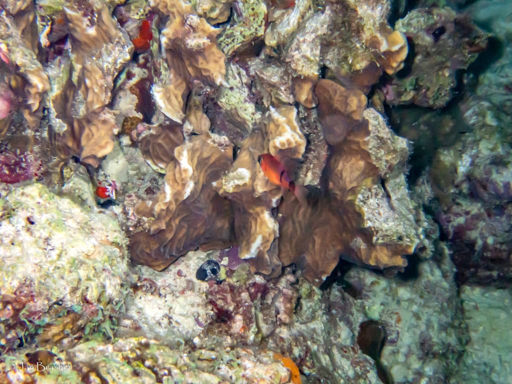 Red Belted Cardinalfish showing red body with vertical bars