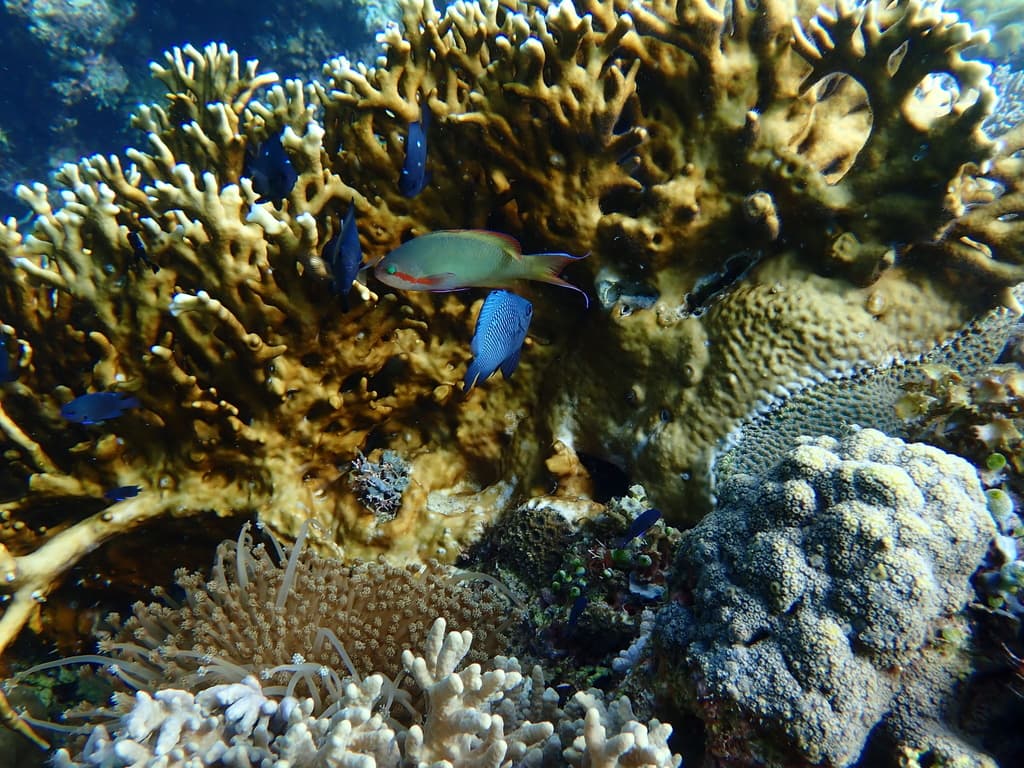 Red Cheek Anthias in a marine aquarium