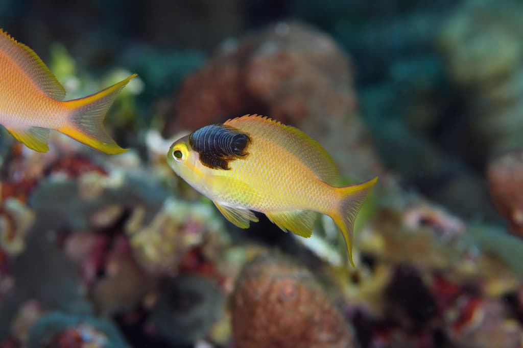 Red Cheek Anthias in a marine aquarium
