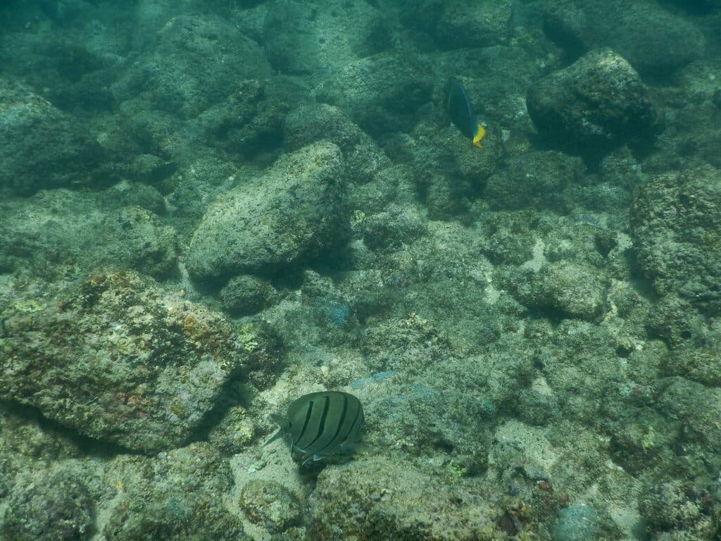 Red Coris Wrasse in a marine aquarium