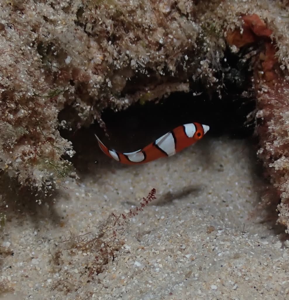 Red Coris Wrasse in a marine aquarium