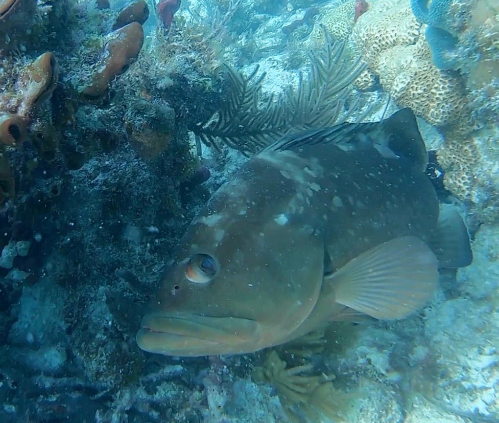Red Grouper in a marine aquarium