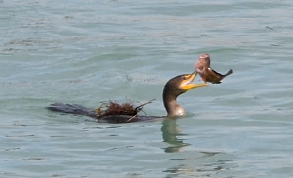 Red Grouper in a marine aquarium