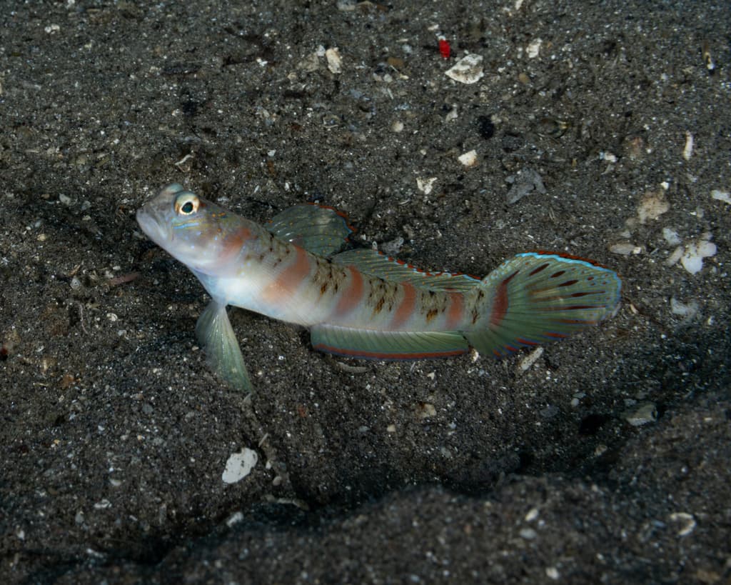 Red Margin Shrimp Goby in a marine aquarium