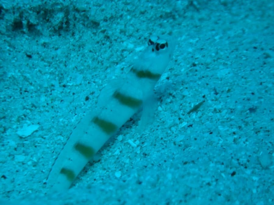 Red Margin Shrimp Goby in a marine aquarium