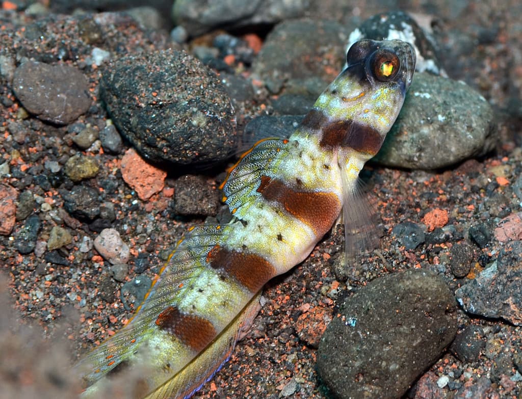 Red Margin Shrimp Goby in a marine aquarium