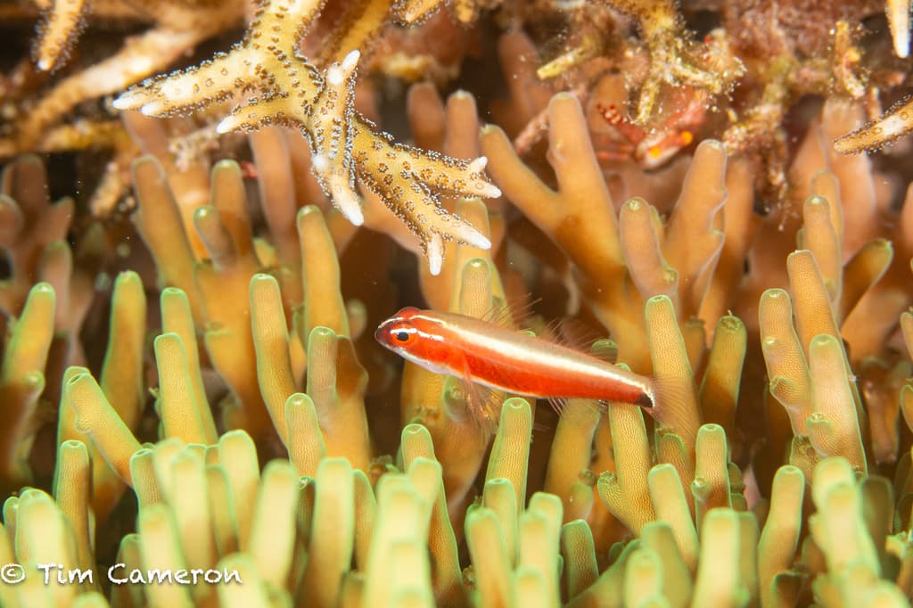 Red Neon Eviota in a marine aquarium