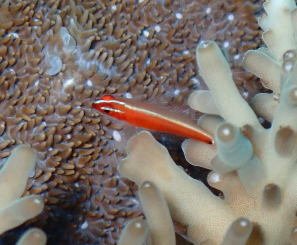 Red Neon Eviota in a marine aquarium