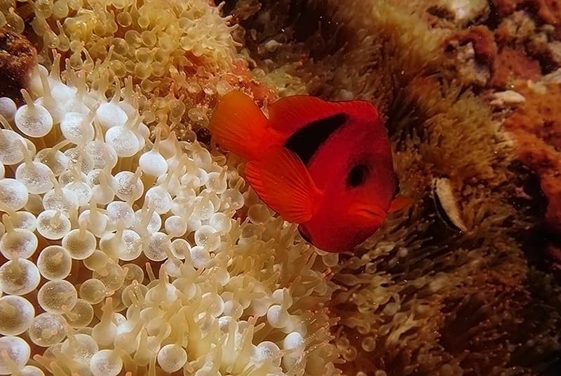 Red Saddleback Clownfish in a marine aquarium
