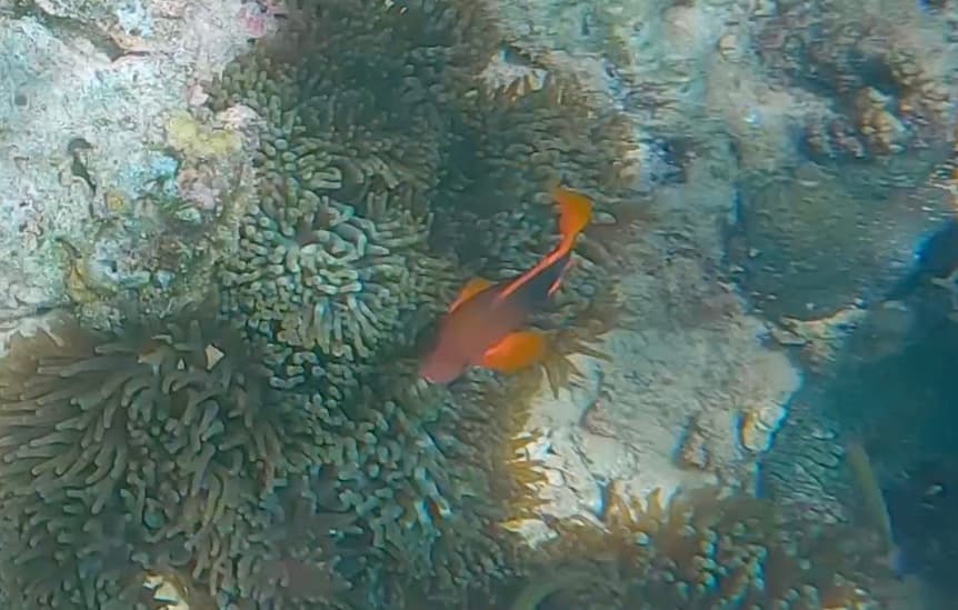 Red Saddleback Clownfish in a marine aquarium