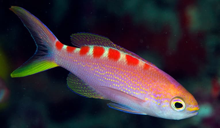 Red Saddled Anthias in a marine aquarium