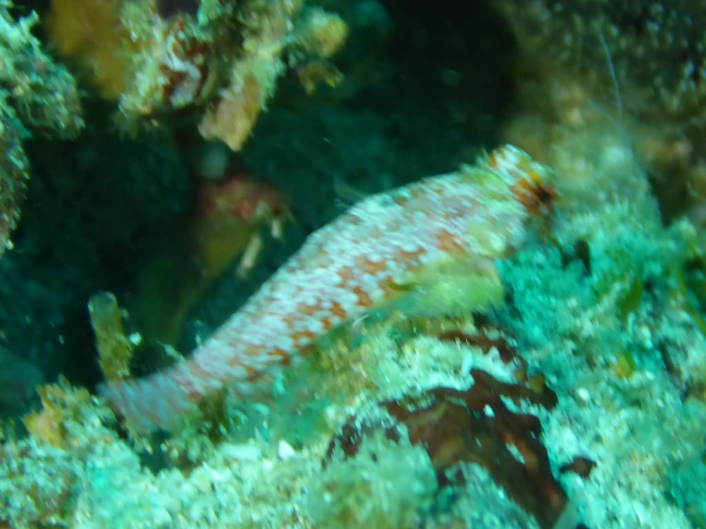 Red Scooter Blenny in a marine aquarium
