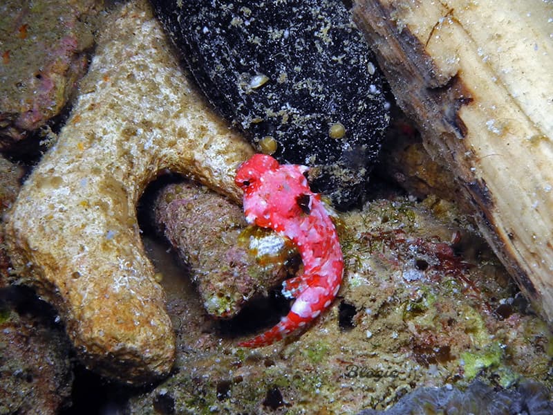 Red Scooter Blenny in a marine aquarium