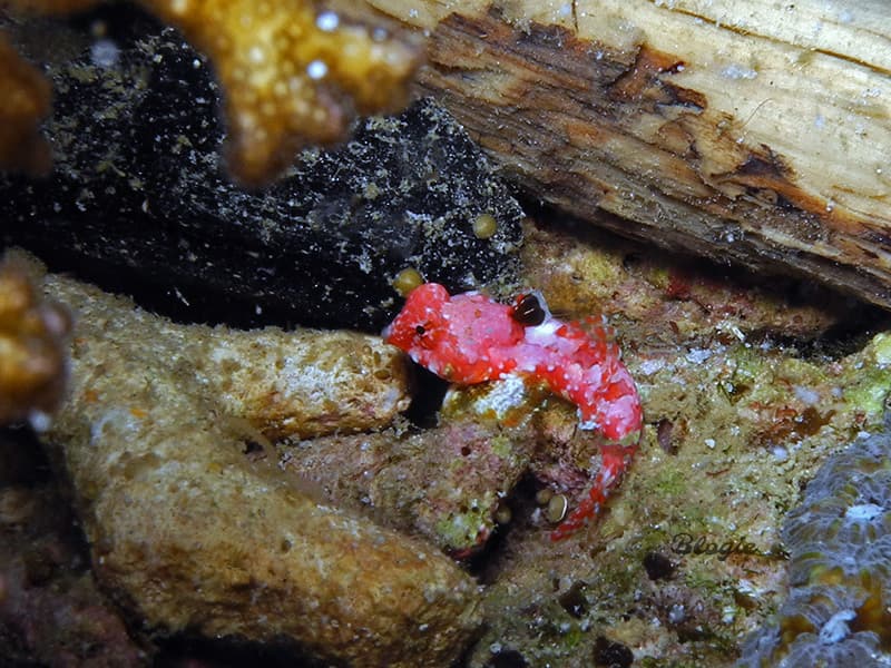 Red Scooter Blenny in a marine aquarium