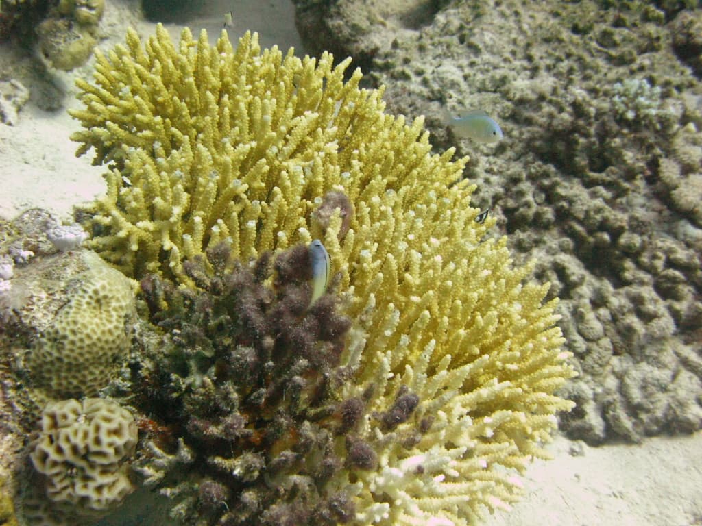Red Sea Mimic Blenny in a marine aquarium