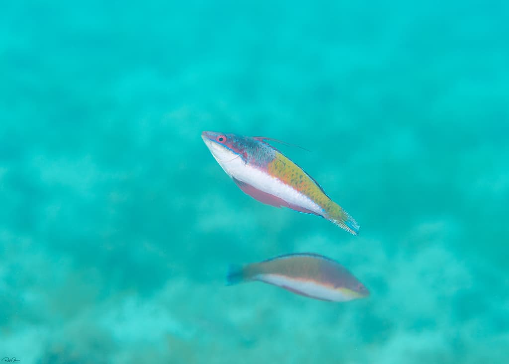 Red Velvet Wrasse in a marine aquarium