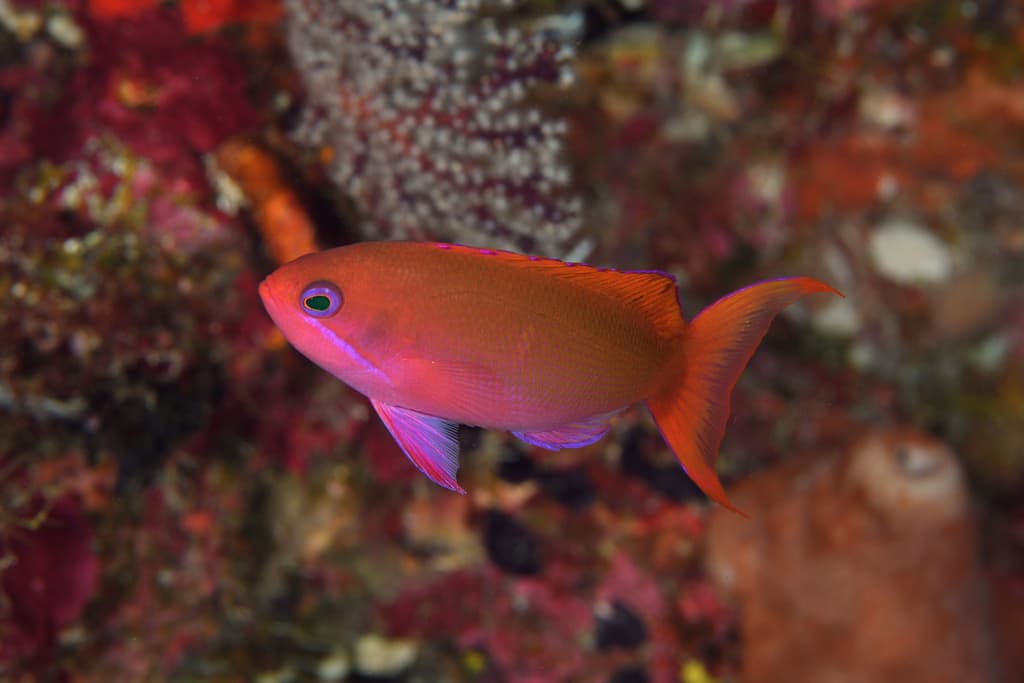 Redbar Anthias in a marine aquarium