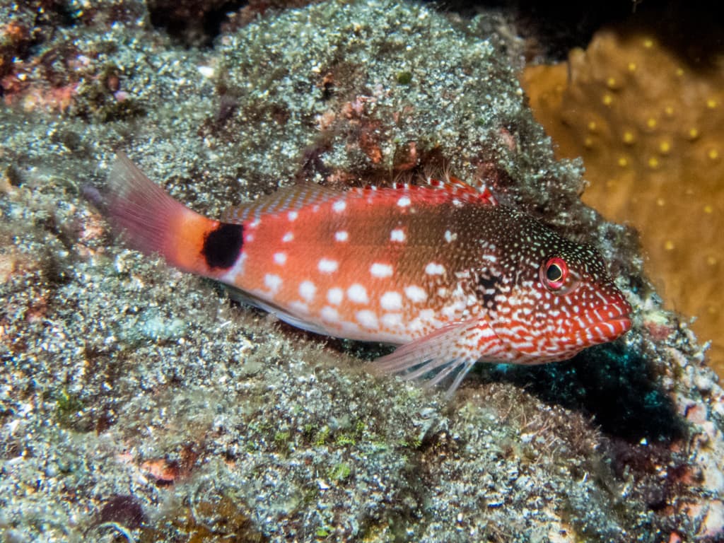 Redbar Hawkfish in a marine aquarium