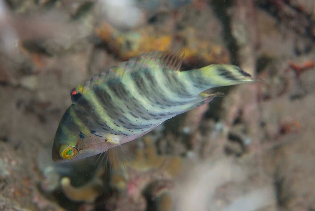 Redbreasted Wrasse in a marine aquarium