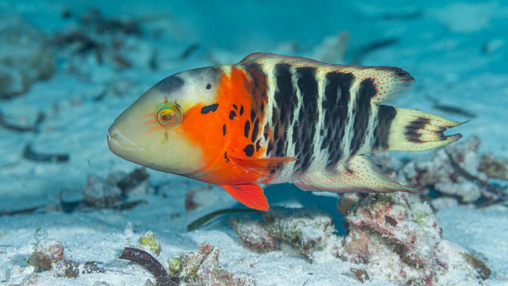Redbreasted Wrasse in a marine aquarium
