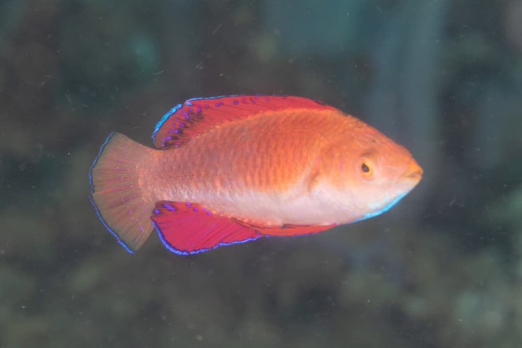Redfin Fairy Wrasse in a marine aquarium