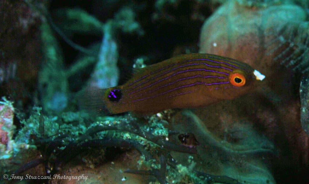 Redfin Fairy Wrasse in a marine aquarium