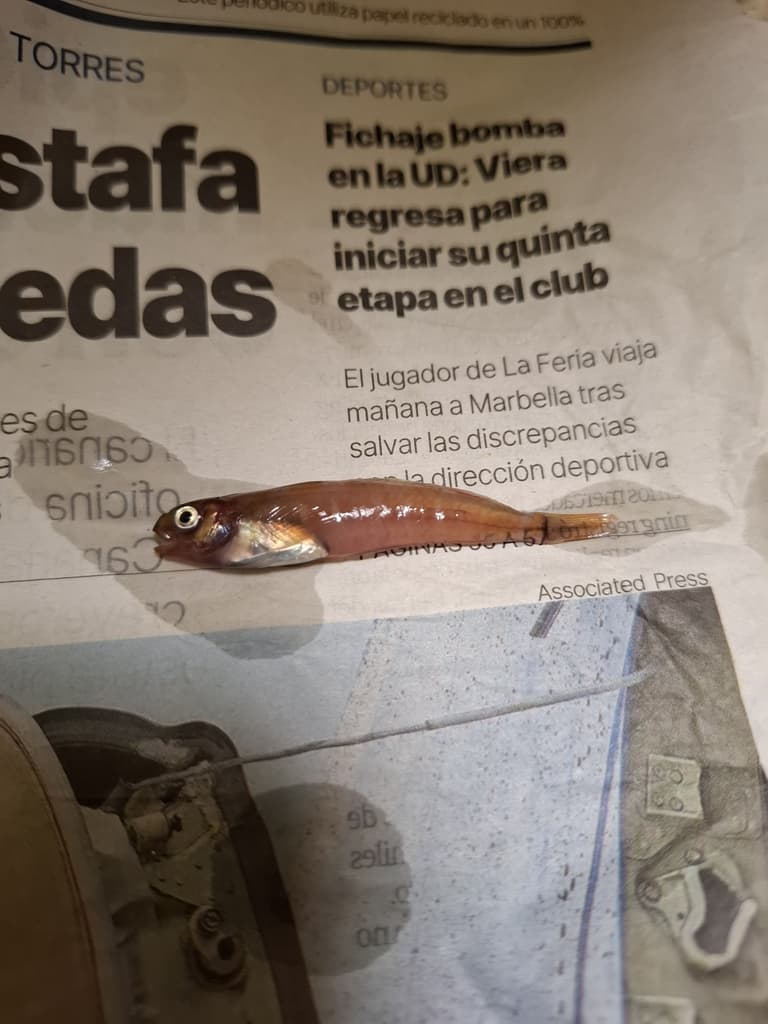 Redlip Blenny in a marine aquarium