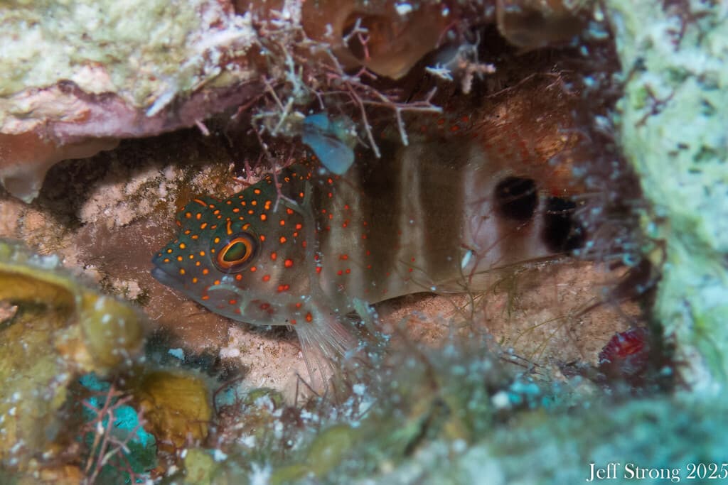 Redspotted Hawkfish in a marine aquarium
