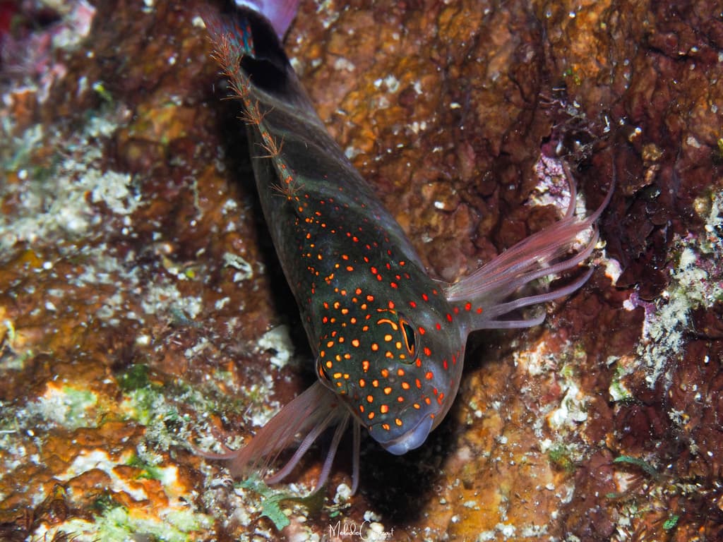 Redspotted Hawkfish in a marine aquarium