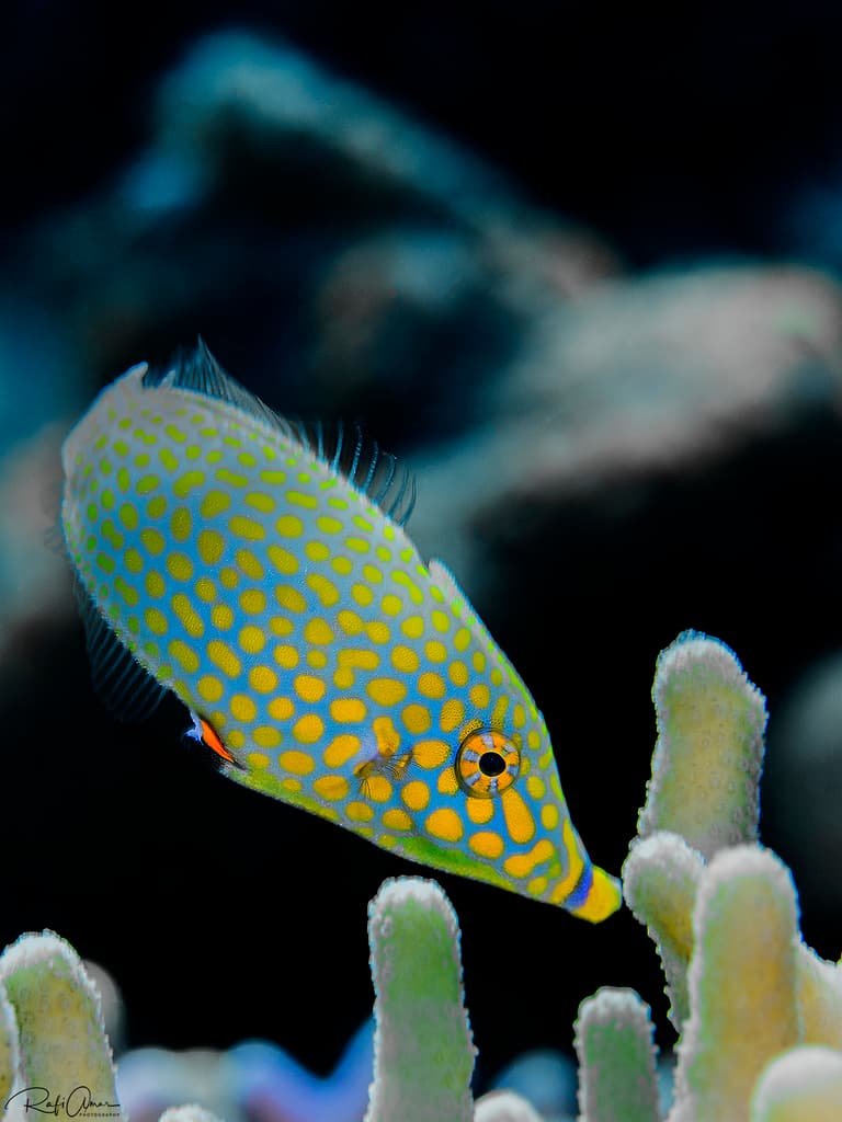 Reef Filefish in a marine aquarium