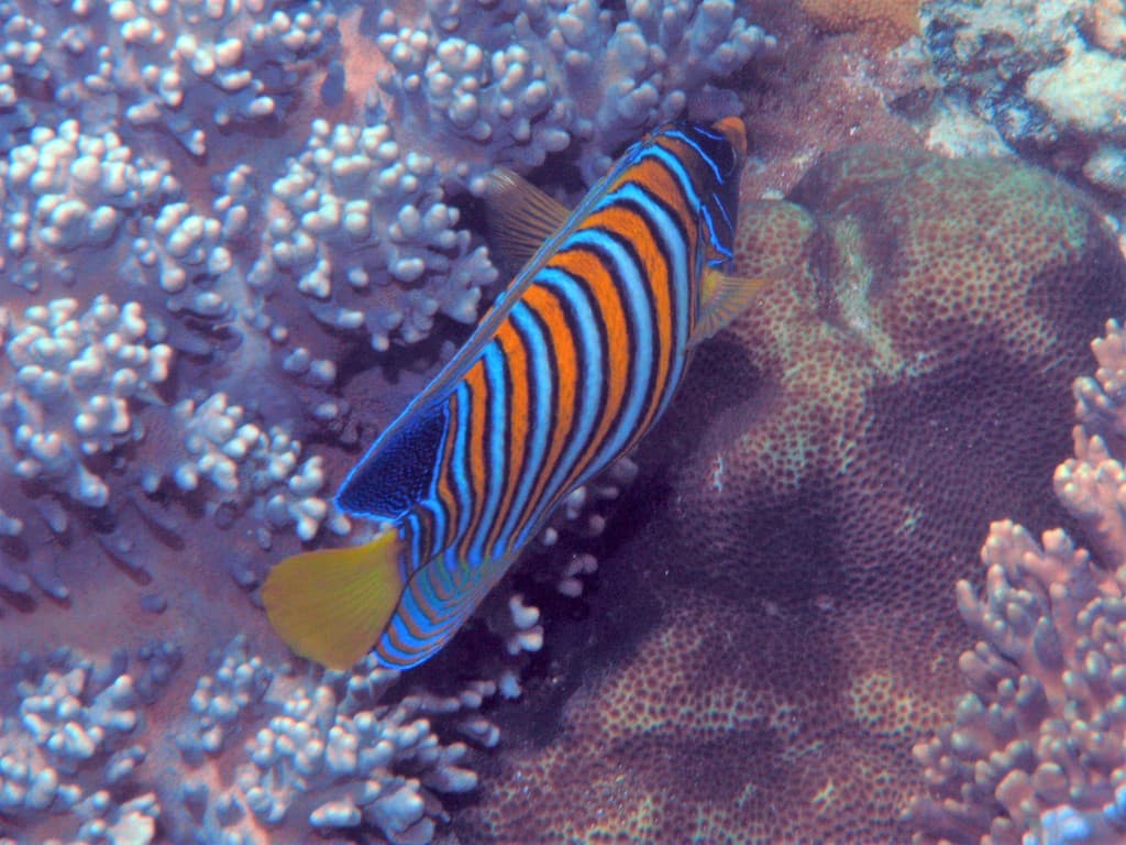 Regal Angelfish in a marine aquarium