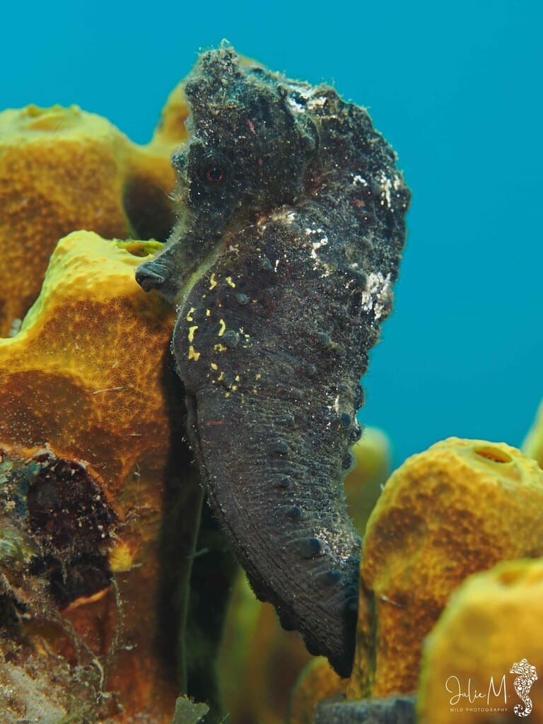 Reidi Seahorse in a marine aquarium