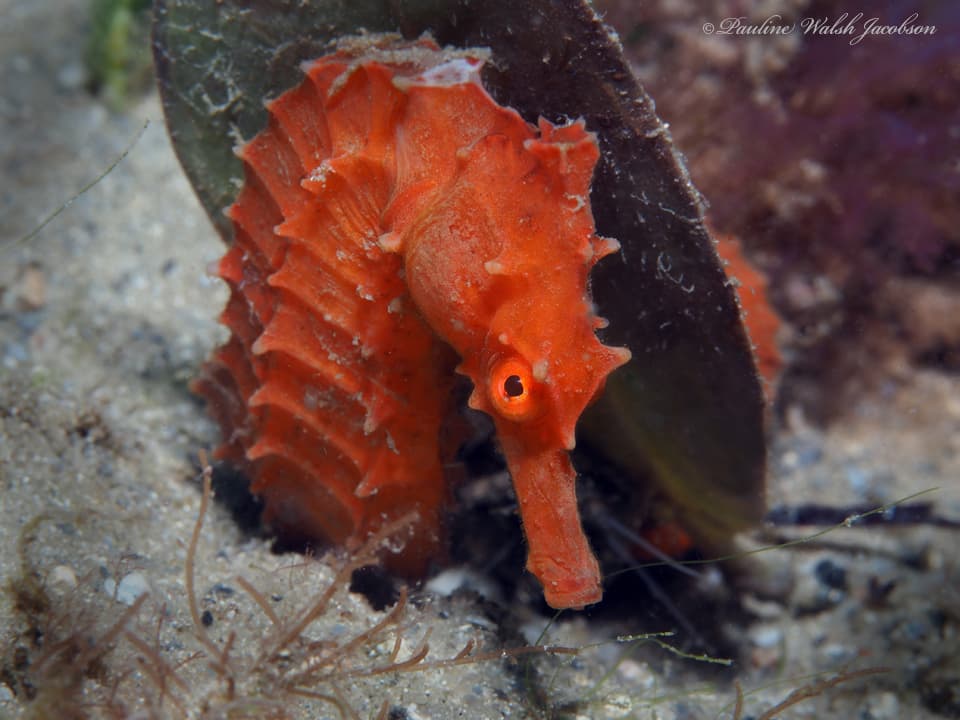 Reidi Seahorse in a marine aquarium
