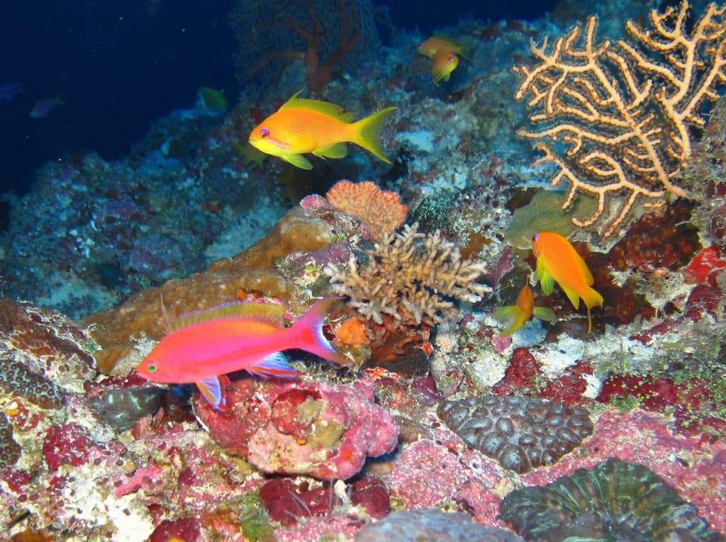 Resplendent Anthias in a marine aquarium