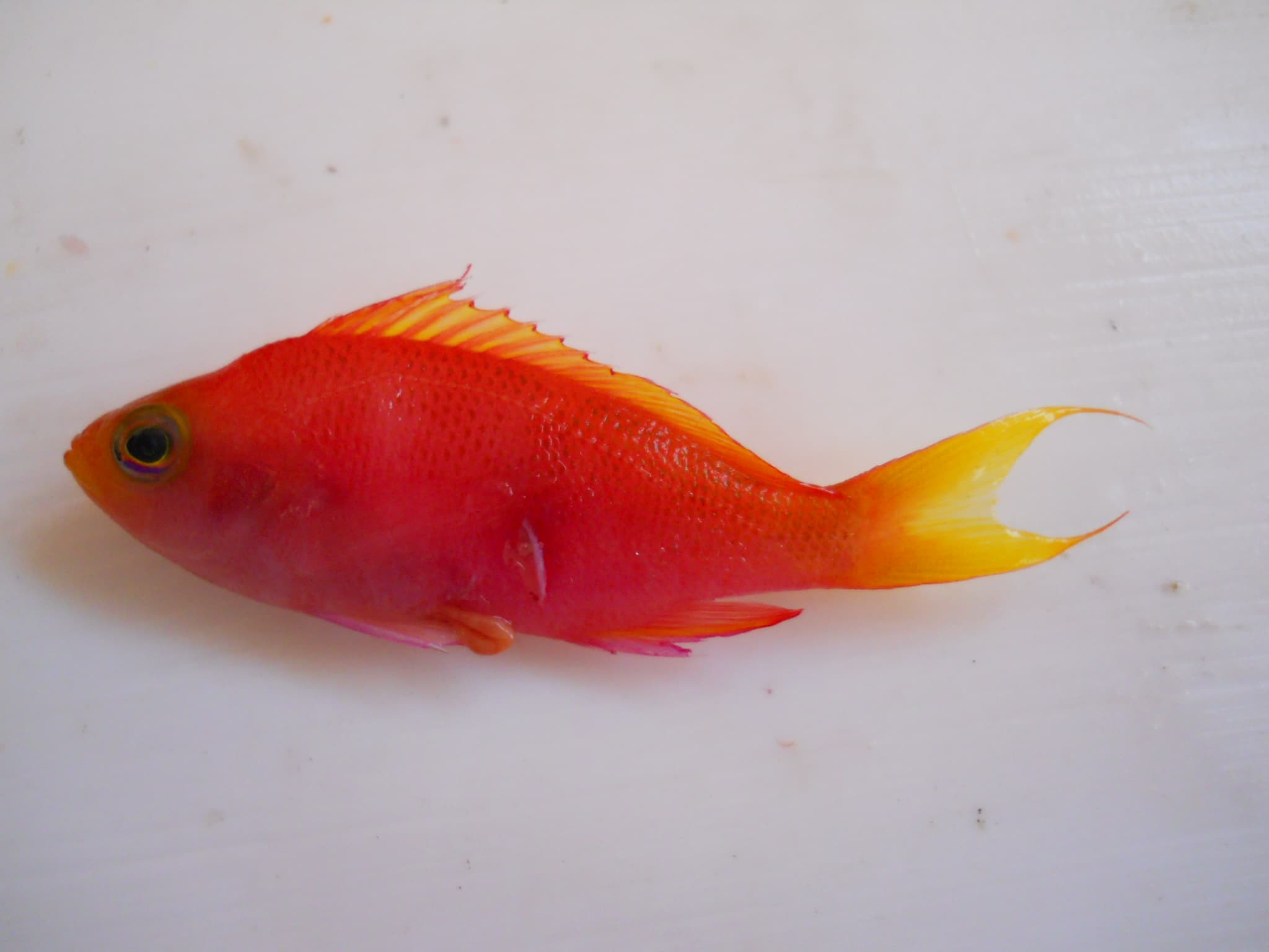 Resplendent Anthias in a marine aquarium