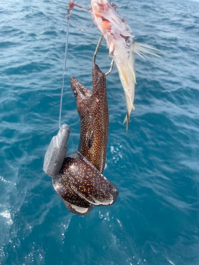 Reticulate Moray in a marine aquarium