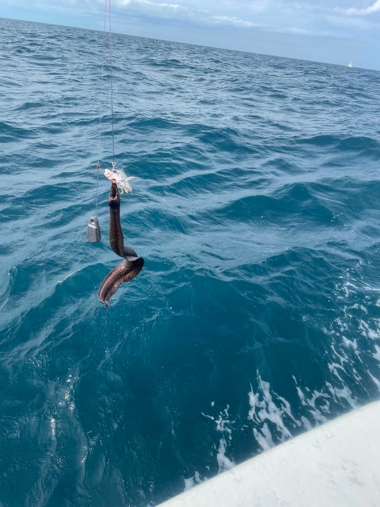 Reticulate Moray in a marine aquarium