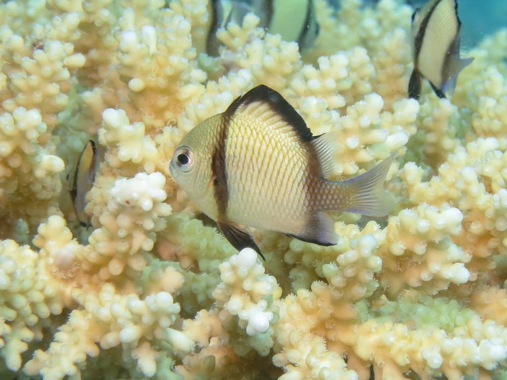 Reticulated Dascyllus in a marine aquarium