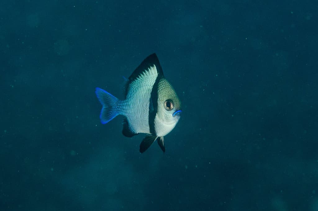 Reticulated Dascyllus in a marine aquarium