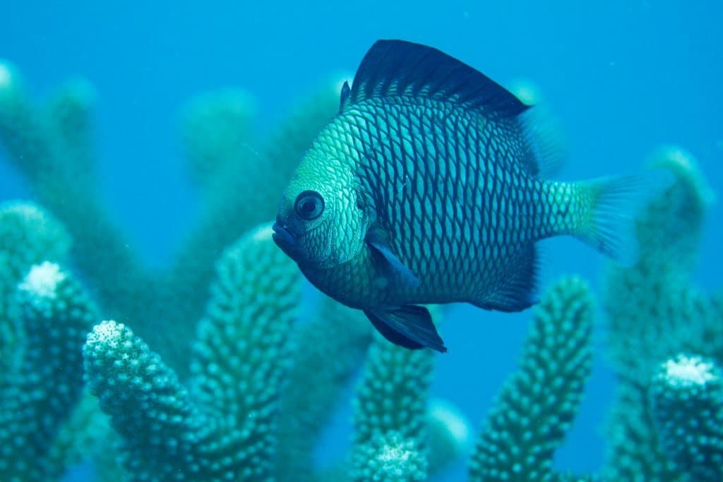 Reticulated Dascyllus in a marine aquarium