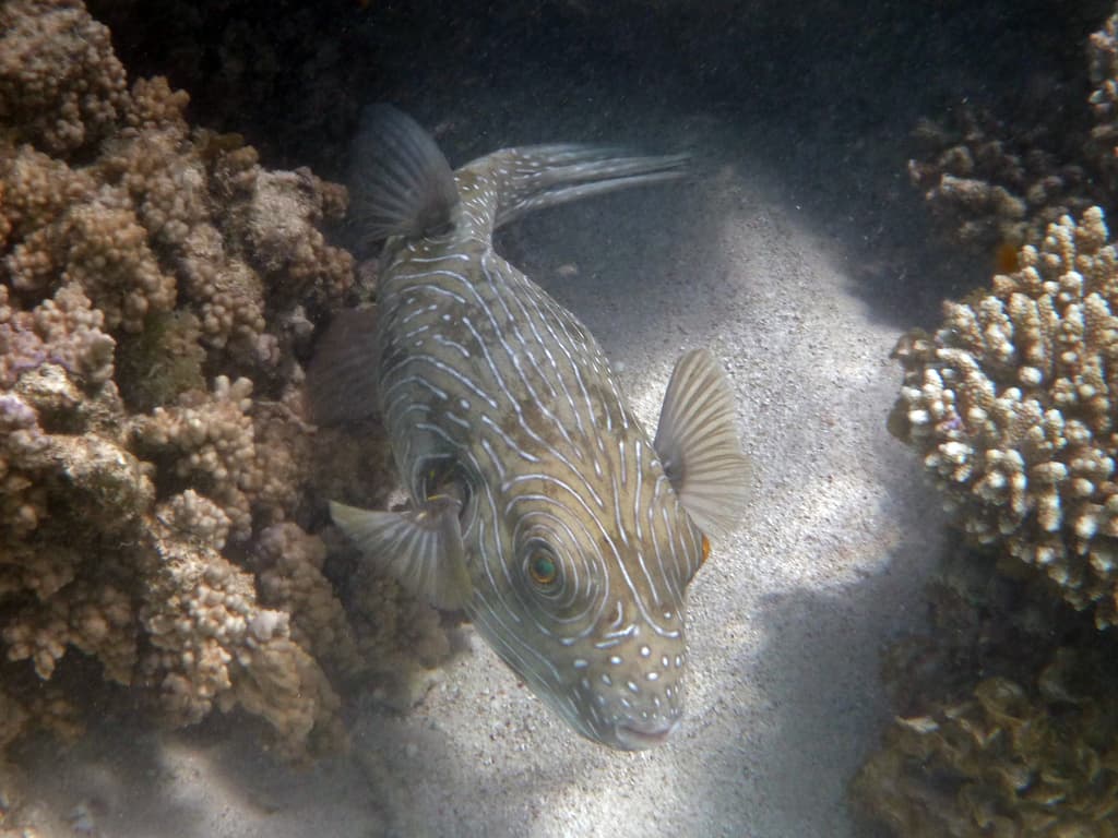 Reticulated Puffer in a marine aquarium