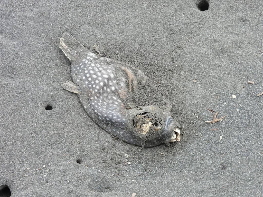 Reticulated Puffer in a marine aquarium