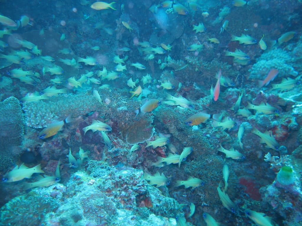 Ring-tailed Cardinalfish in a marine aquarium