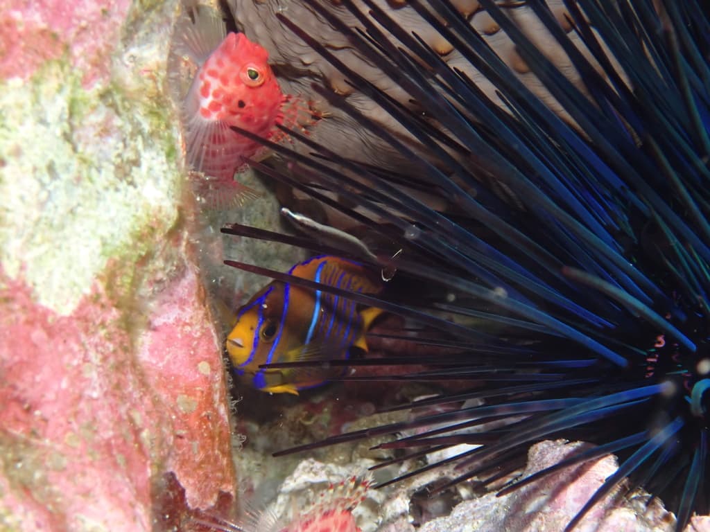 Ringed Pipefish in a marine aquarium