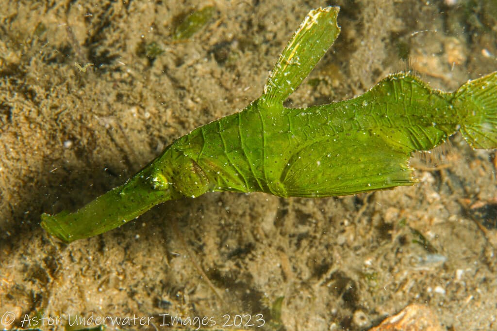 Robust Ghost Pipefish in a marine aquarium