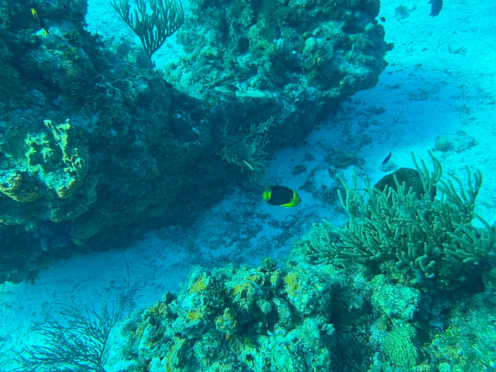 Rock Beauty Angelfish in a marine aquarium