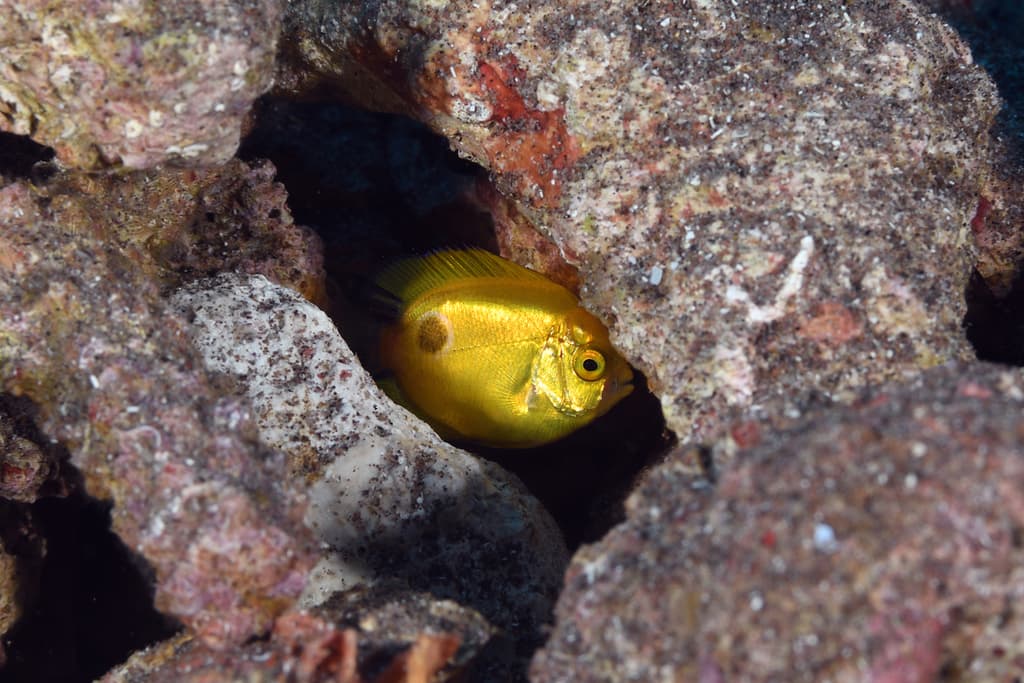 Rock Beauty Angelfish in a marine aquarium