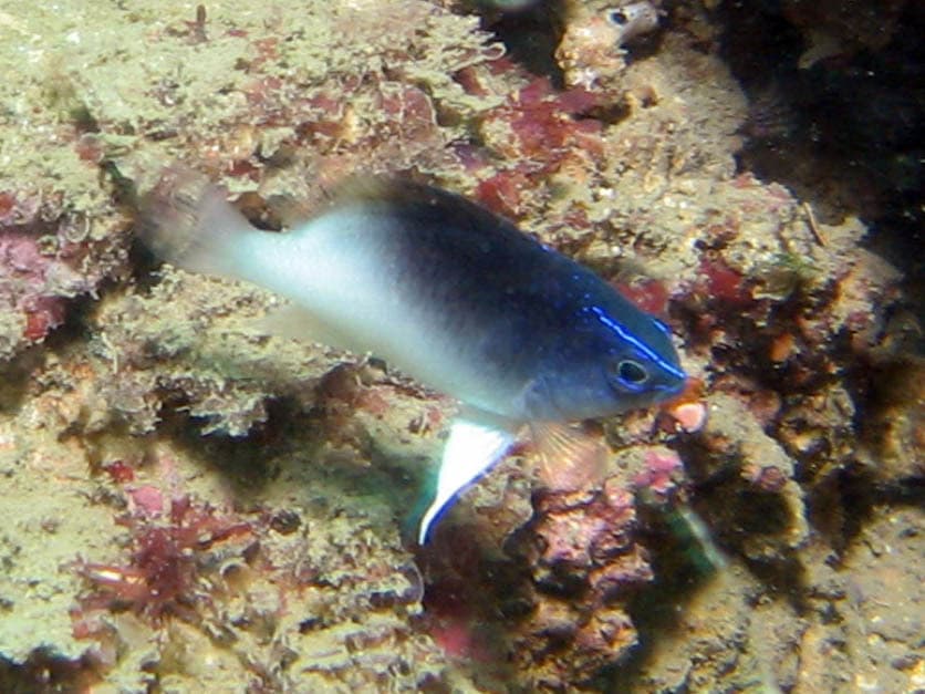 Rolland's Damsel in a marine aquarium