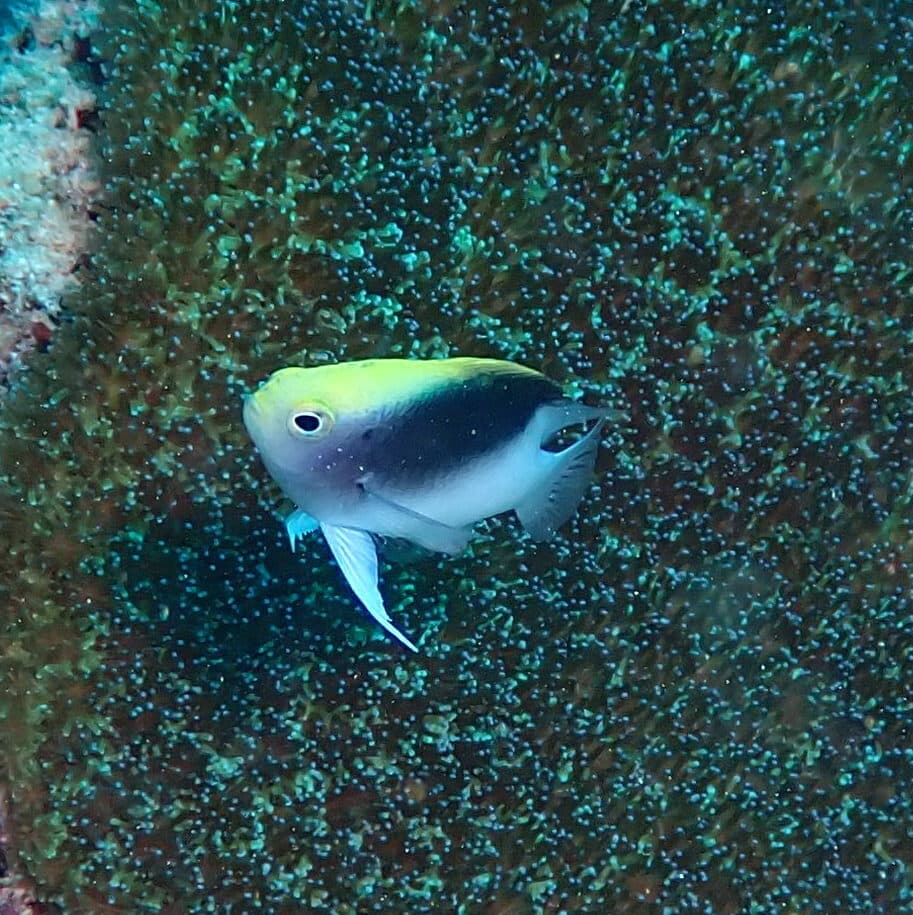 Rolland's Damsel in a marine aquarium